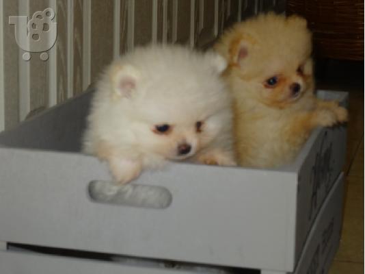 PoulaTo: 3 Χαριτωμένα Pomeranian κουτάβια να δώσει μακριά αμέσως.